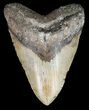 Huge, Megalodon Tooth - North Carolina #52288-1